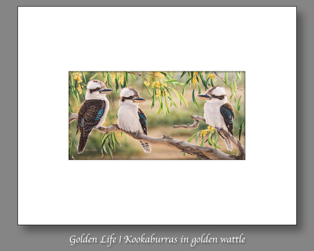 Golden Life | Kookaburras in golden wattle