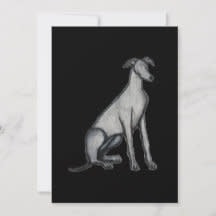 greyhound sitting black