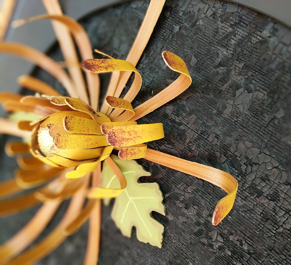 Charred Chrysanthemum   closeup