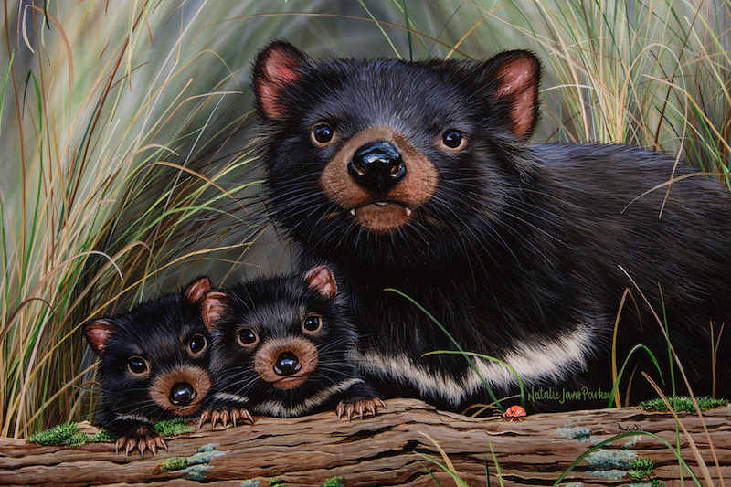 Little Devils   Tasmanian Devils | Natalie Jane Parker Australian Native Wildlife Web