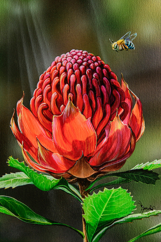 Irresistible   Common Blue banded Bee with Waratah