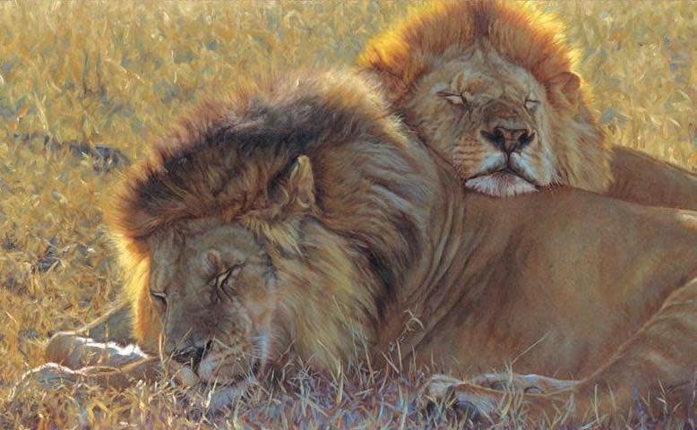 Banovich Wild Accents-Big Five-Lion-Leather Pillow – Banovich Art