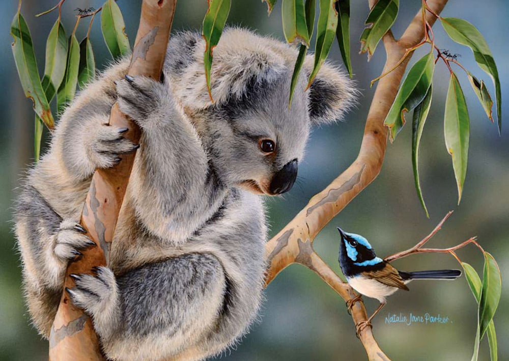 A6 Postcards Koala