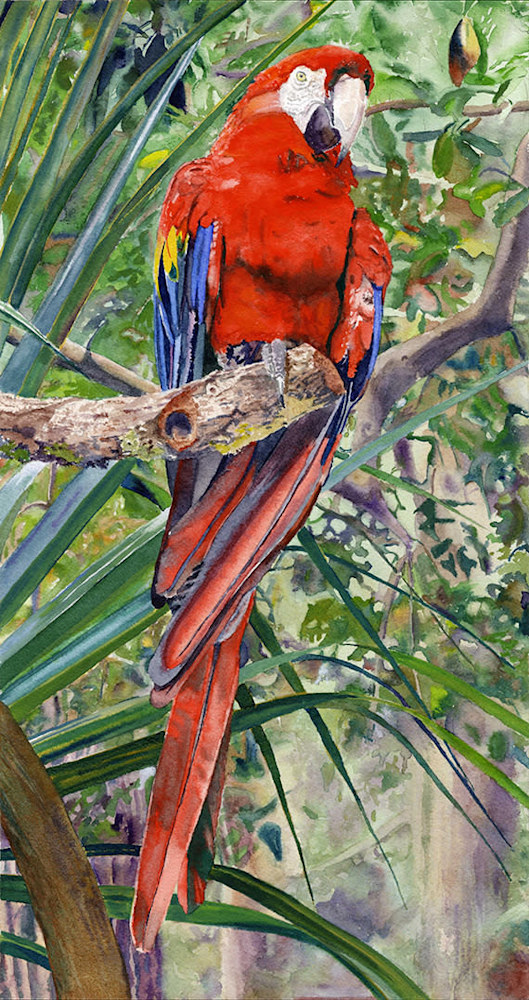 Scarlet Macaw ASF NS