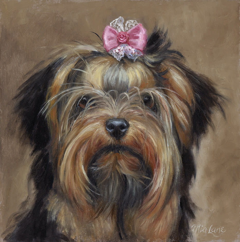 Yorkie with sale bow