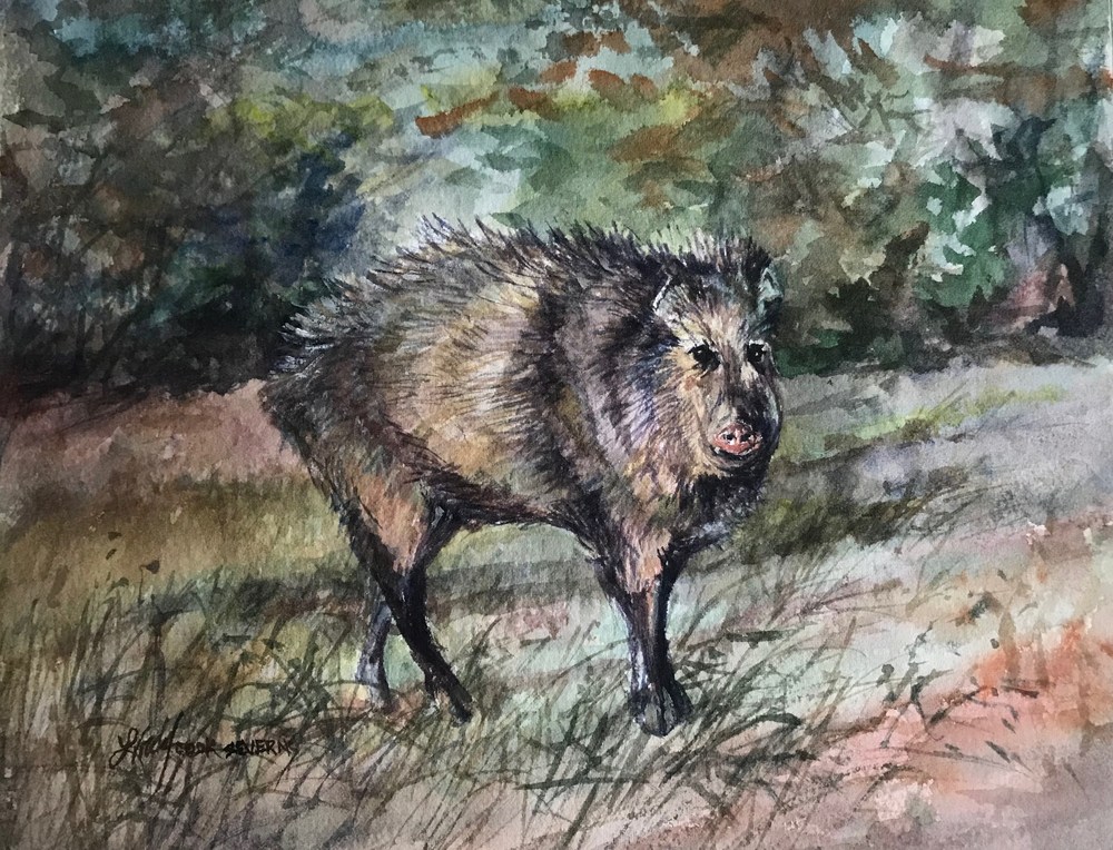 Javelina With An Attitude 8x10 watercolor Lindy Cook Severns
