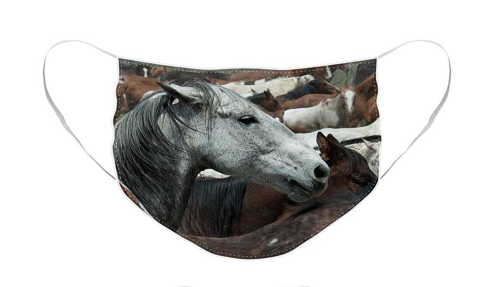 Face Mask for the Horse lover in the family