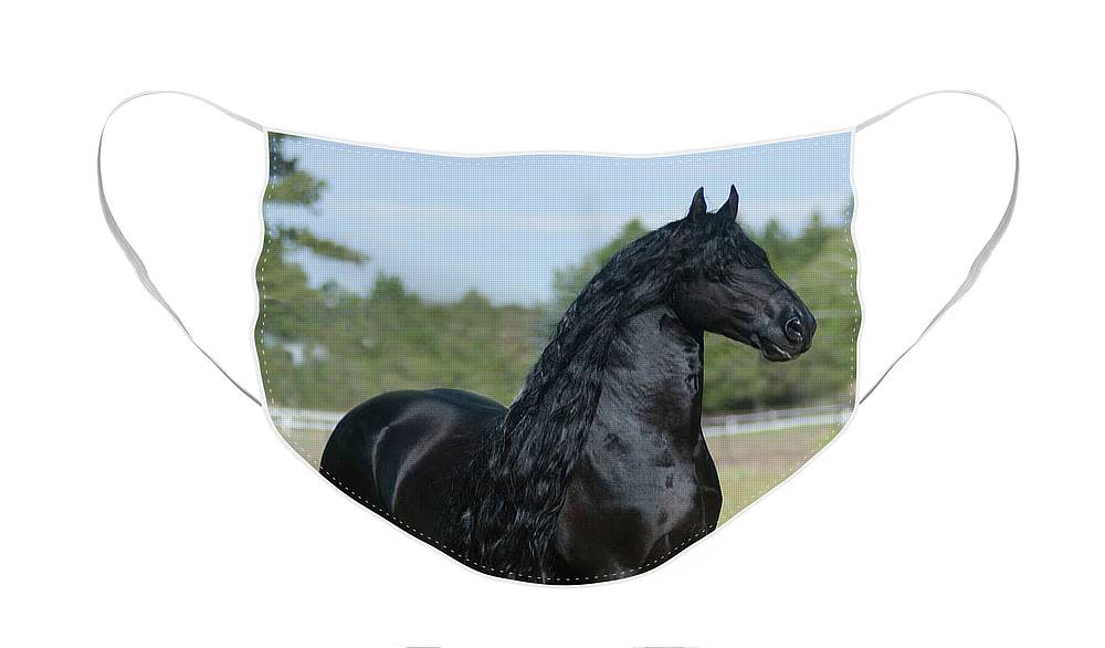 Incredible Black Stallion Horse on photo Face Mask