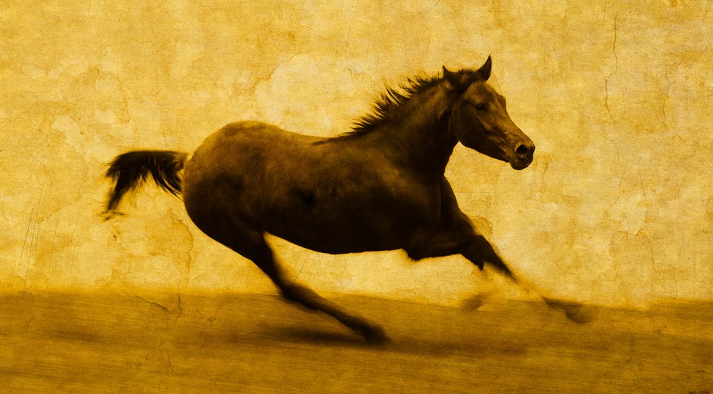 Horse 1319