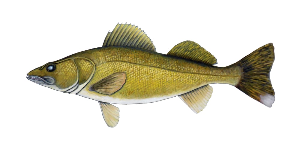 MPhillip   Walleye