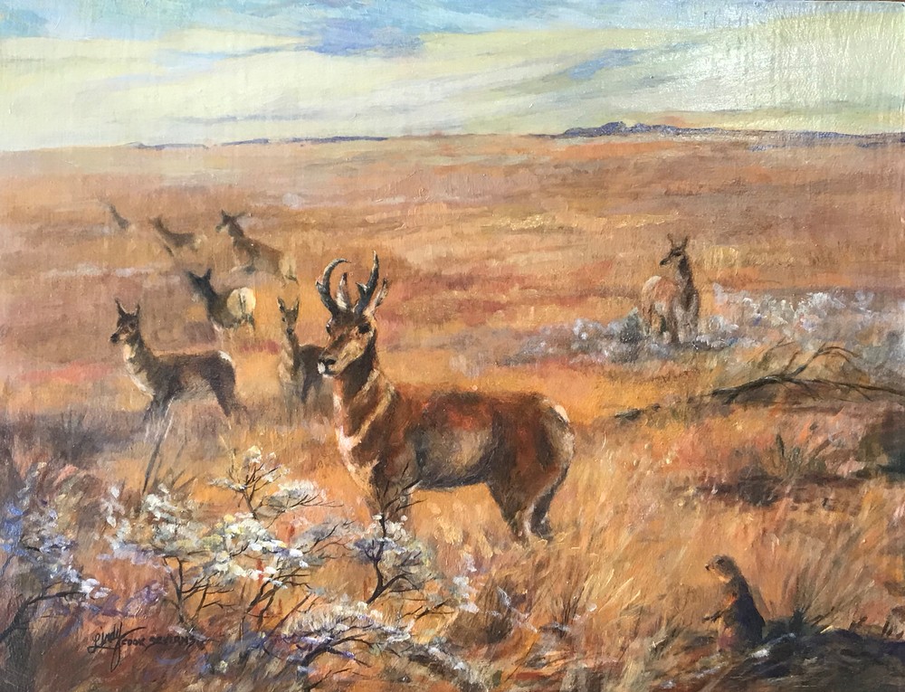 Where the Antelope Play 11x14 oil Lindy Cook Severns