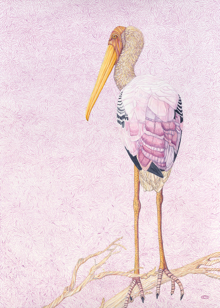 Painted Stork 300ppi