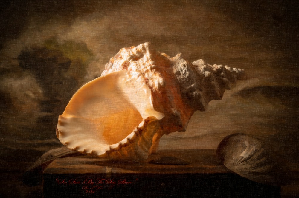 Sea Shells By The Sea Shore Limited Edition