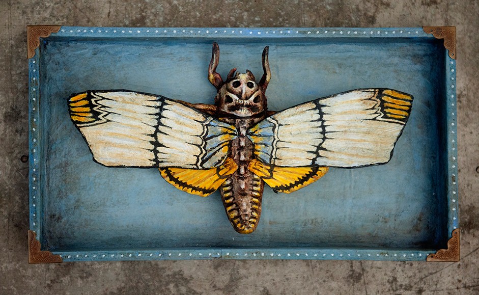 The Rare Slender Winged Death Mask Moth
