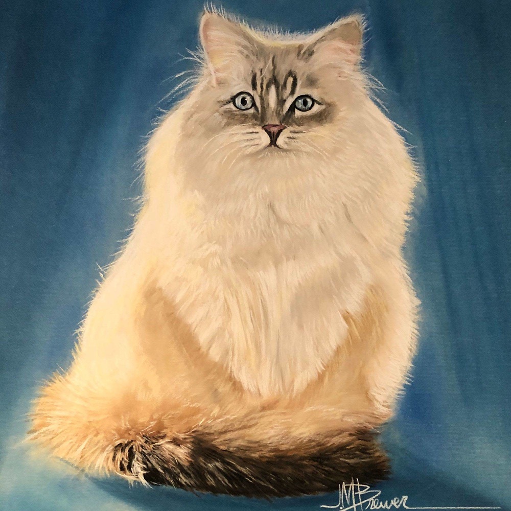 willow cat portrait
