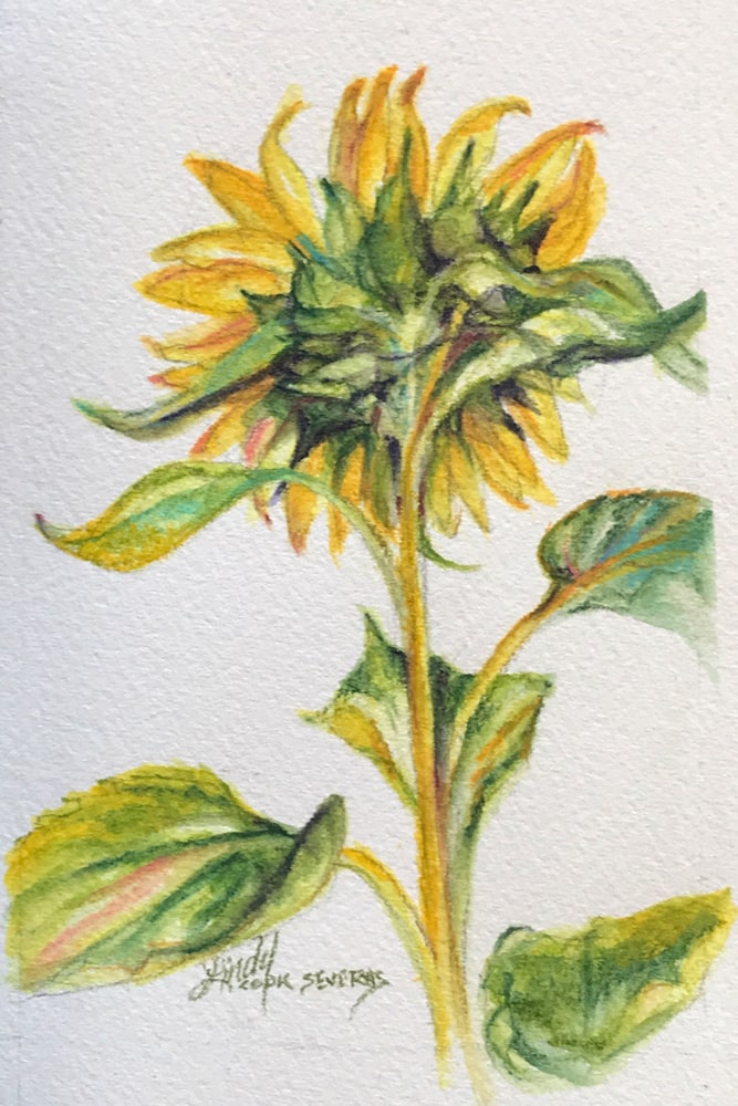 Shy Sunflower 6x4 watercolor Lindy C Severns