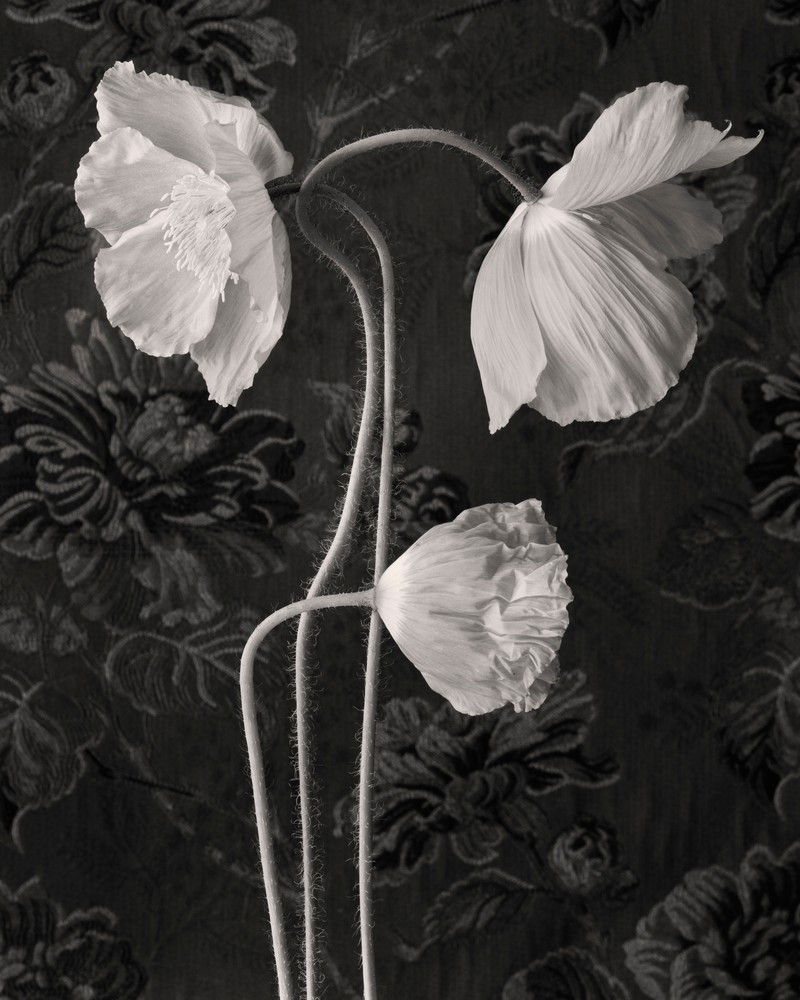 Poppy No 5