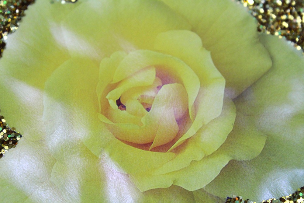 Little Yellow Rose Detail 5