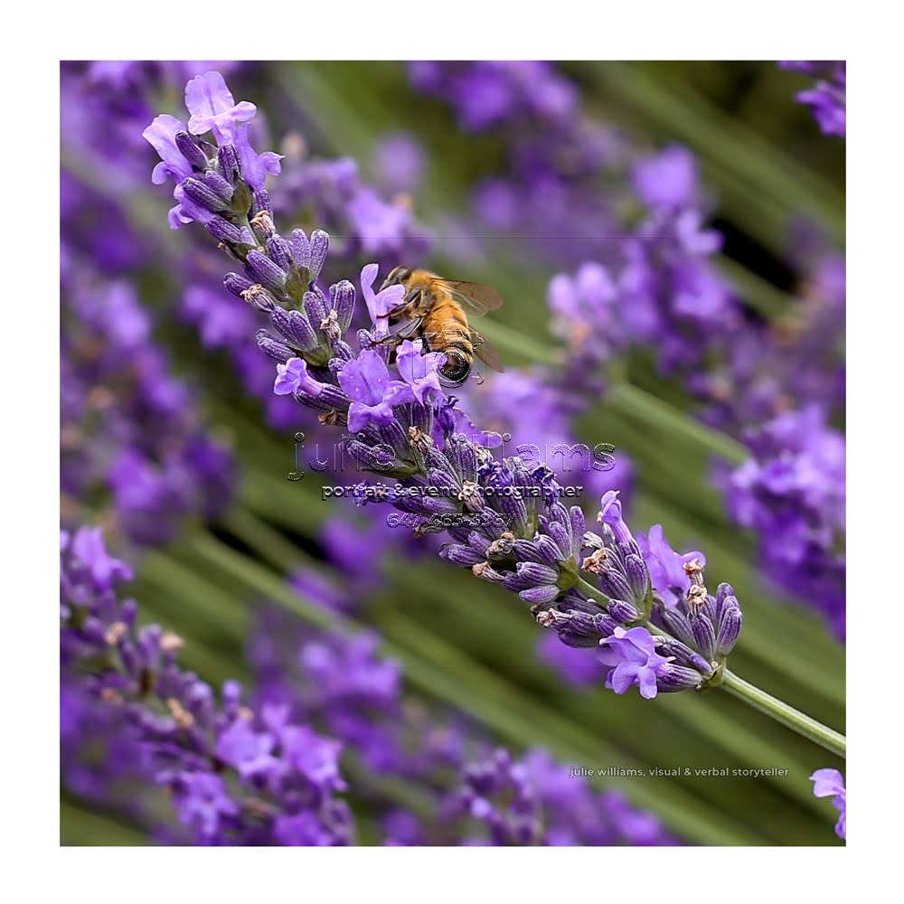 lavender with beeA 5x5 template