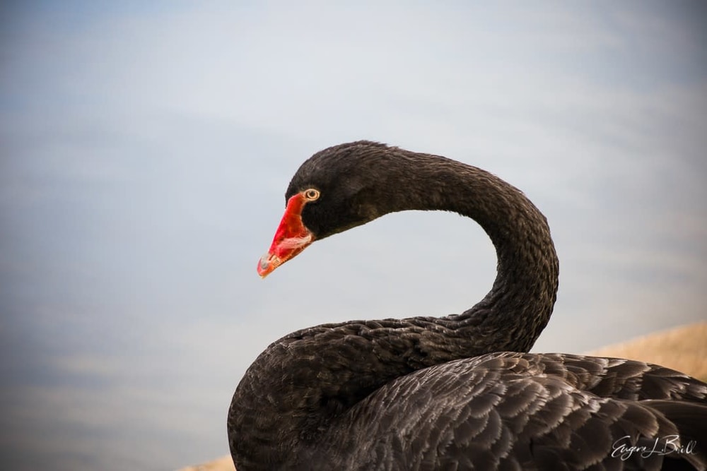 Lafreniere Park Black Swan