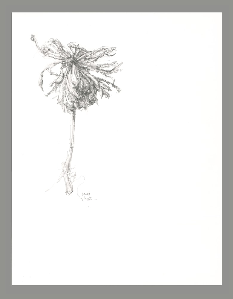 gatesman chrysanthemum 01 (L+R) (300