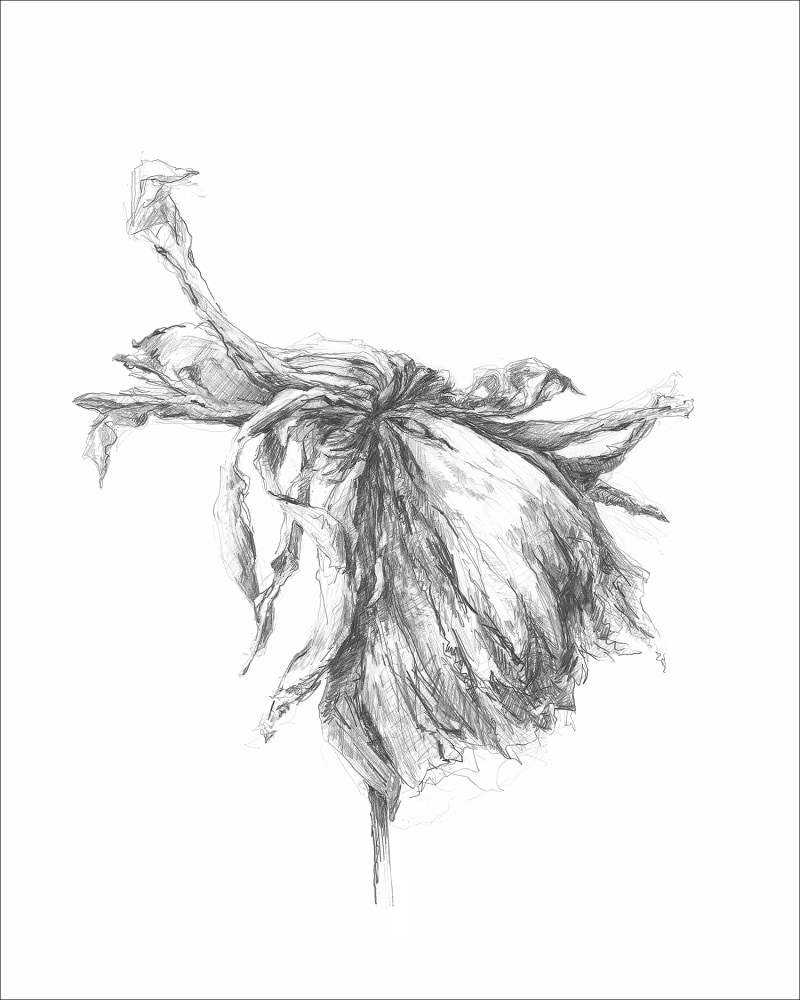 gatesman chrysanthemum 07 (L+R) (300