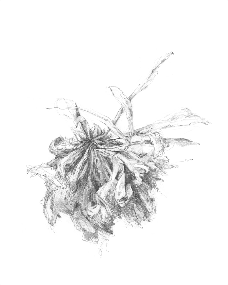gatesman chrysanthemum 09 (L+R) (300