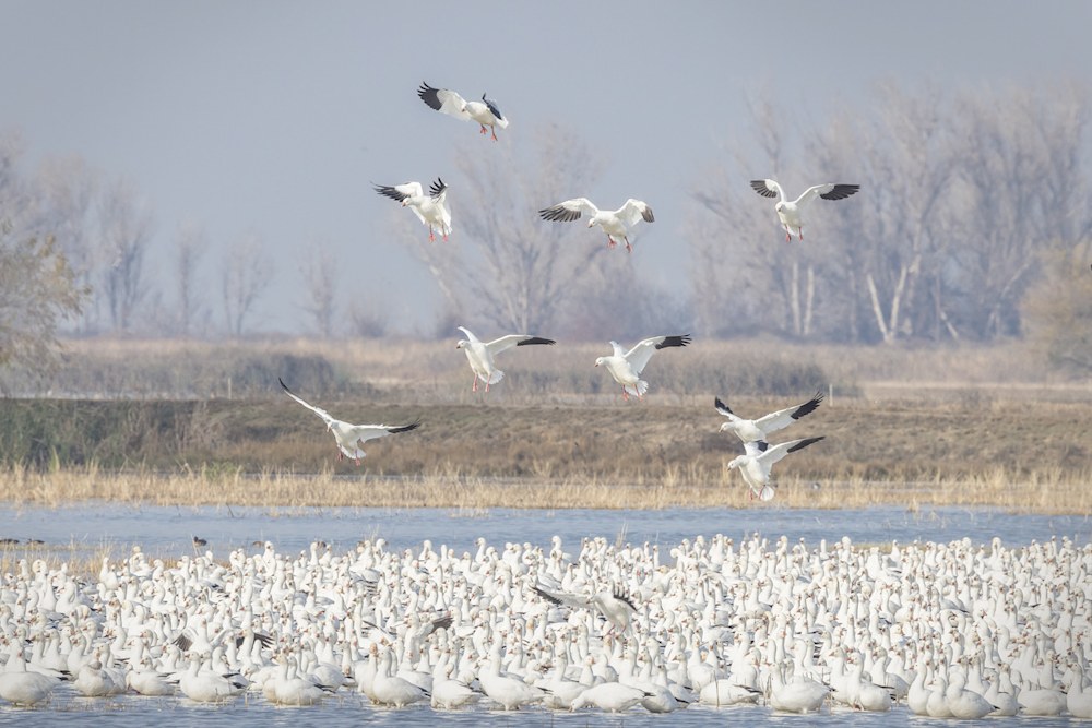 Ross's Geese Landing Photography Art | Charlotte Gibb Photography