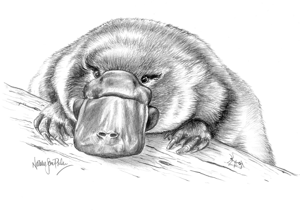 Postcard platypus