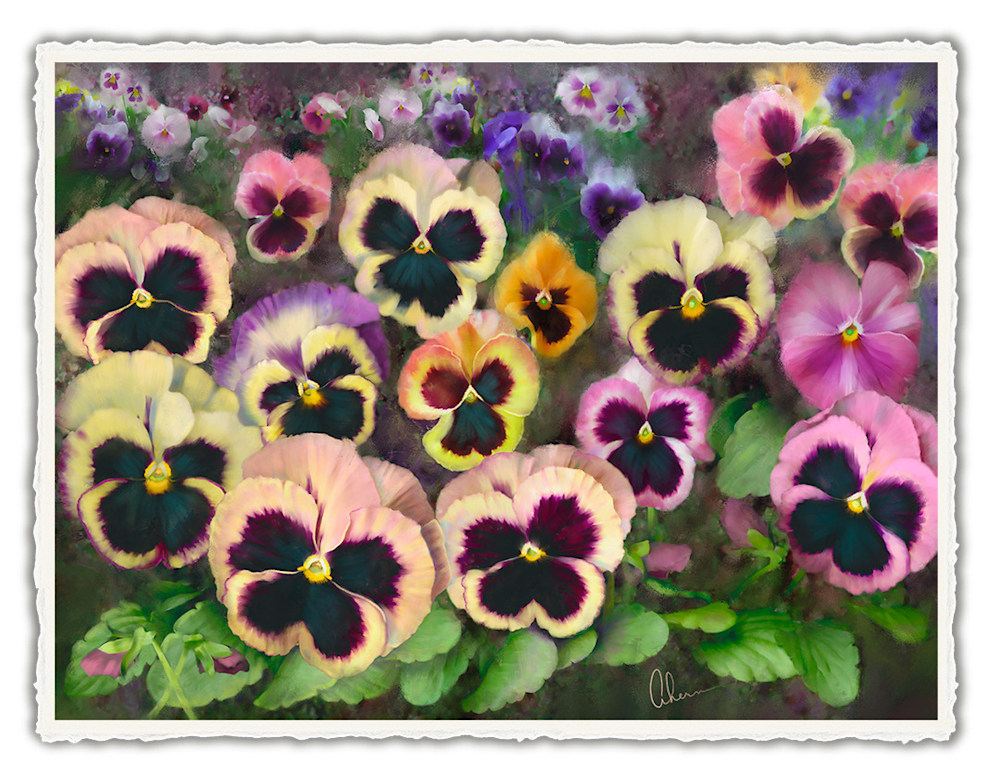 110609 4x6rr Pansy Field front