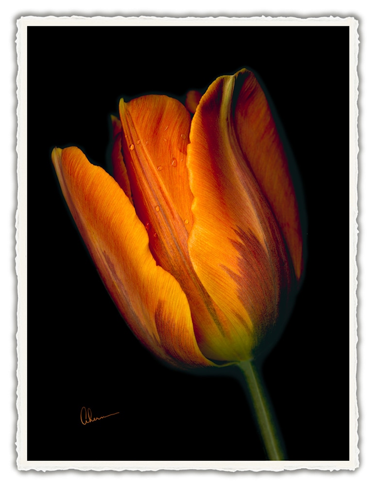 180506 4x6rr Conversations Orange Tulip2 front