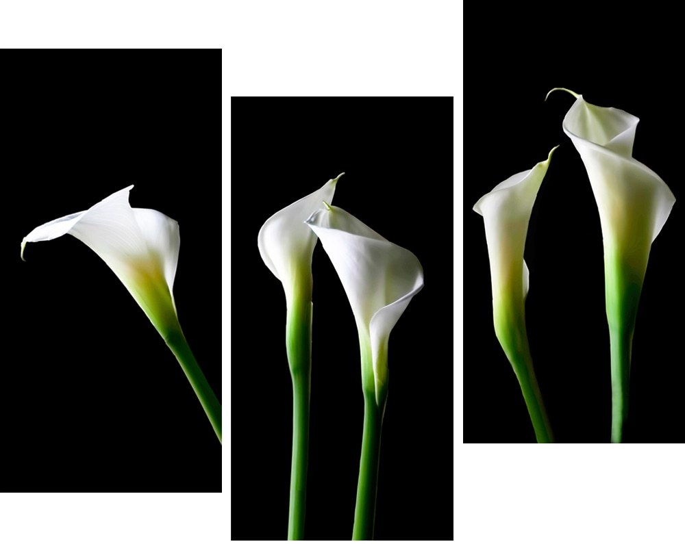 Vertical Calla Lilies Art Pearson Photoart Gallery