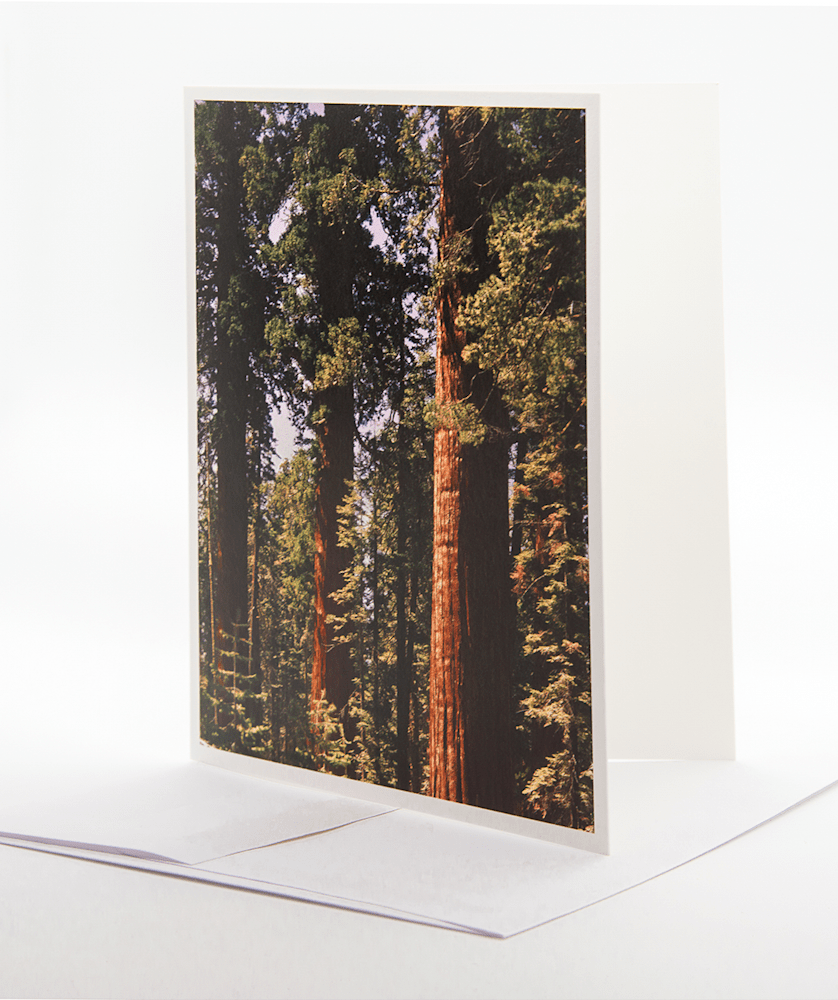 Redwoods of Mariposa Note Card SAI sharpen