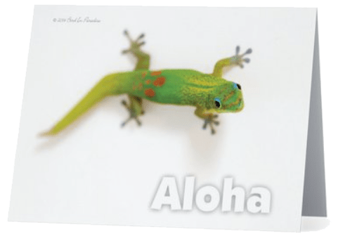 Gecko Notecard