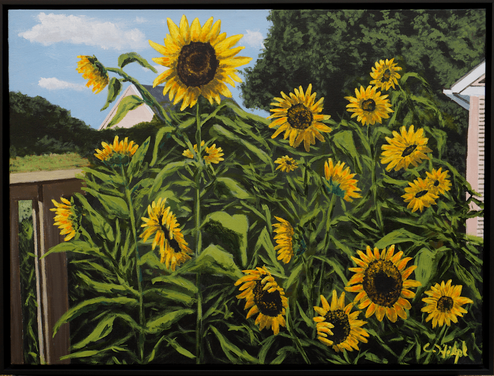 Sunflowers In Garden2402X1828