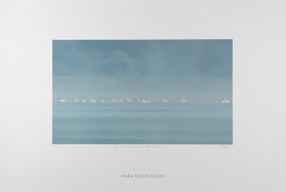 Swans at Dawn   North Cove (Ltd