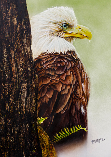 Bald Eagle(sm)
