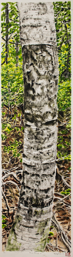 Birch Trunk #1 | manVshadow - Michael E. Voss Fine Art