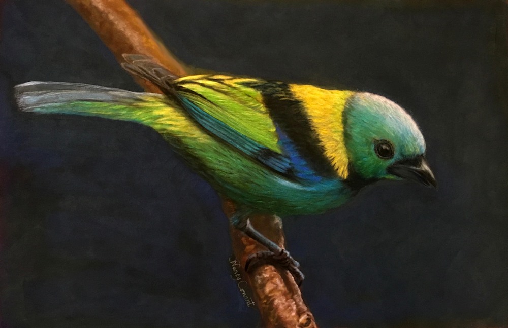 GREEN HEADED TANAGER