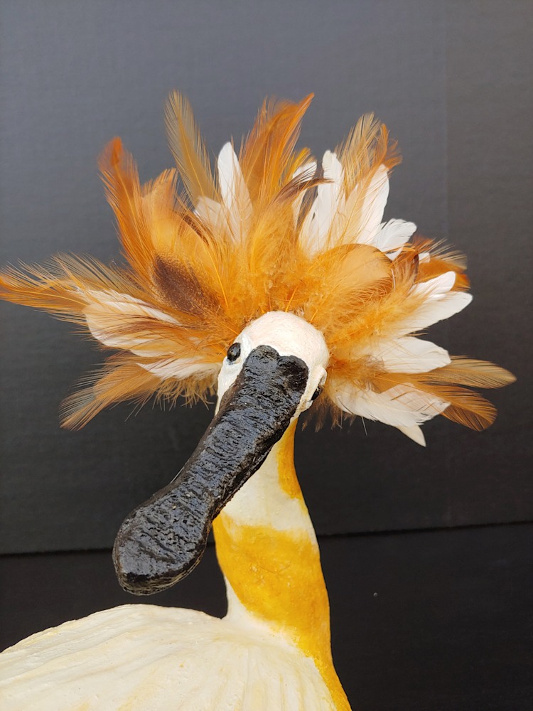 Pelican Dancer