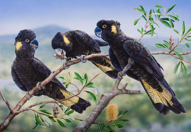 Banksia Banquet Yellow Tail Black Cockatoo Banksia Banquet Yellow Tail Black Cockatoo
