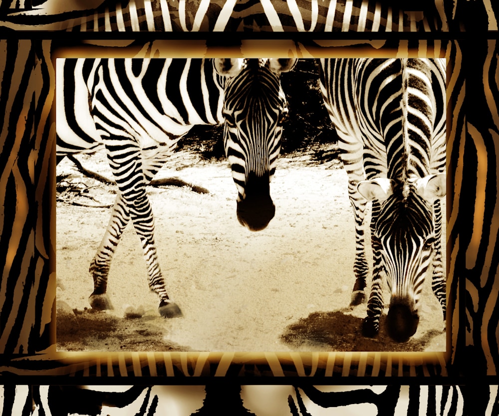 Twin Zebras 36x30 JULY 2021r