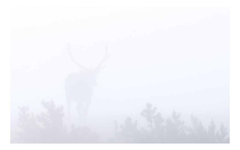 Elk Yellowstone Fog 16x10 4012 x 2507 IMG 4368 Edit LEborder