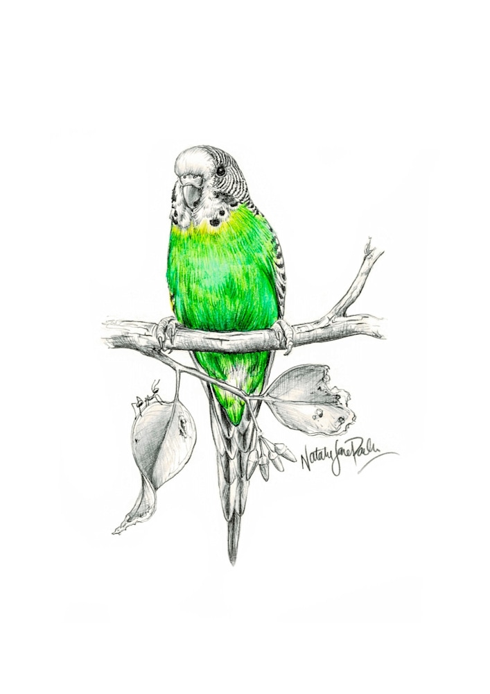 Budgerigar Budgerigar