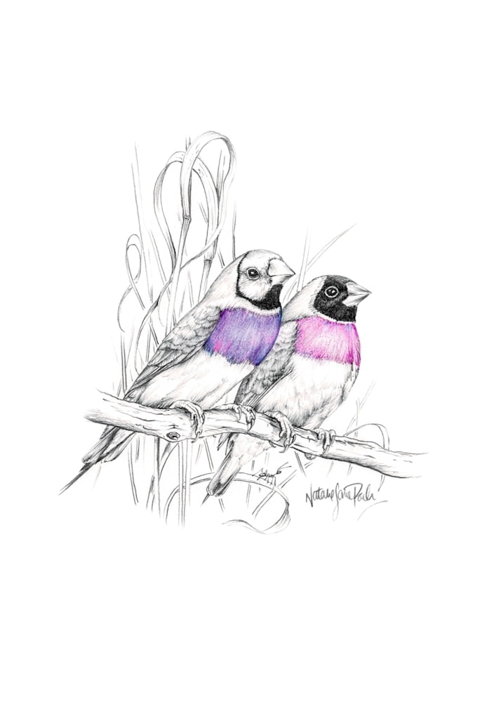 Gouldian Finch Gouldian Finch