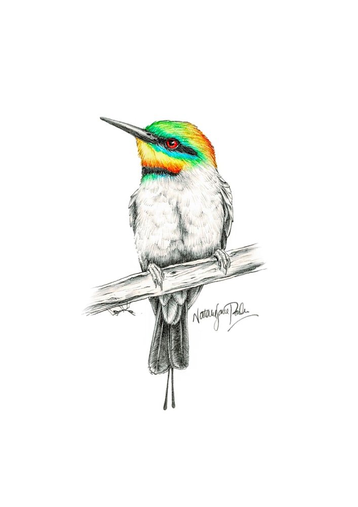 Rainbow Bee eater Rainbow Bee eater