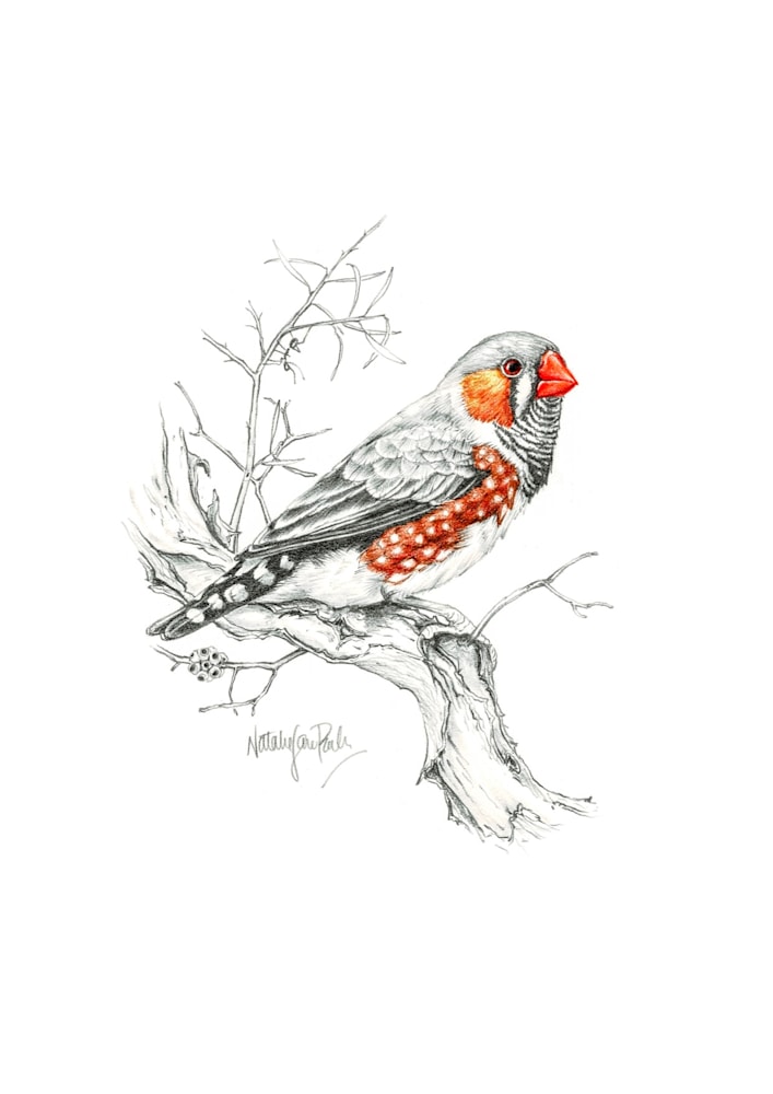 Zebra Finch Zebra Finch
