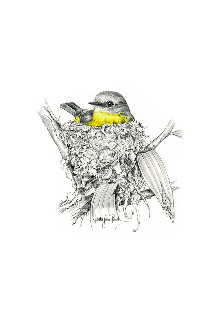 Eastern Yellow Robin Eastern Yellow Robin