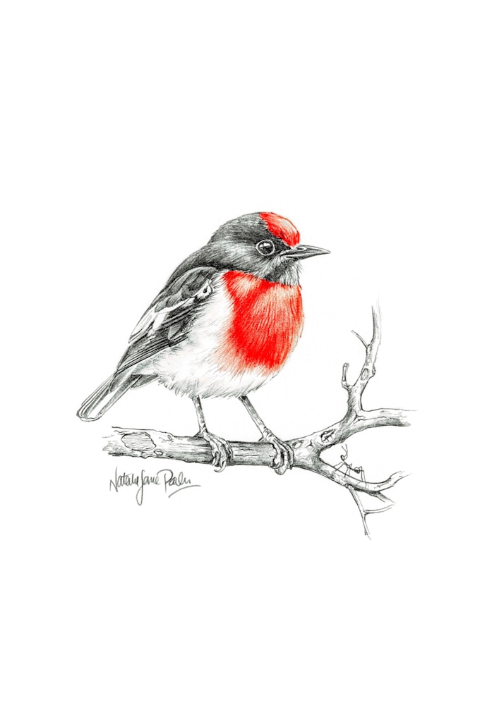 Red Capped Robin Red Capped Robin