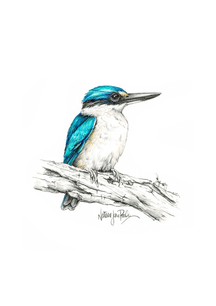 Sacred Kingfisher Sacred Kingfisher